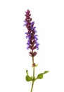 Sprig of Meadow Sage Salvia pratensis with flowers and leaves isolated on white background