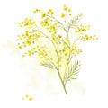 Sprig of Mimosa, Spring Watercolor Background