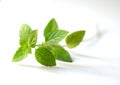 Sprig of mint leaves Royalty Free Stock Photo