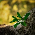 A sprig of mistletoe growing on a tree.