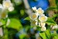 A sprig of mock-orange with white flowers Royalty Free Stock Photo