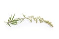 Sprig of Mugwort Royalty Free Stock Photo