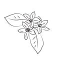 A sprig of neroli, flowers and leaves of oranges or lemons. Linear flowers icon, citrus