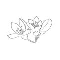 A sprig of neroli, 3 flowers and leaves of oranges or lemons. Linear flowers icon, citrus