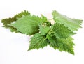 Sprig nettle Royalty Free Stock Photo