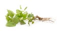 Sprig of nettle with roots Royalty Free Stock Photo