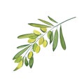 Sprig of olive