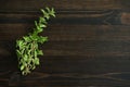 Sprig of Oregano on a Cutting Board Royalty Free Stock Photo