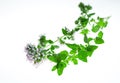 Sprig of oregano Royalty Free Stock Photo