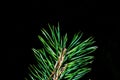 Sprig of pine on a black background