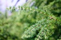 Sprig of pine, coniferous tree, beautiful colors and blur background. Good photo on website background.