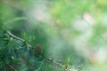 Sprig of pine, coniferous tree, beautiful colors and blur background. Good photo on website background.