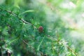 Sprig of pine, coniferous tree, beautiful colors and blur background. Good photo on website background.