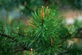 Sprig of pine after rain, conifer, spruce with raindrop. Branch of evergreen coniferous, fir texture close-up, background