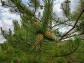A sprig of pine with three cones.