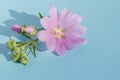 Sprig of pink flowering mallow on a blue isolated background.