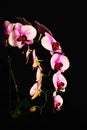 Sprig of pink orchid in bright rays Royalty Free Stock Photo