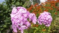 A sprig of pink and white Phlox flower close-up. Royalty Free Stock Photo