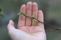 Sprig Plant is Protects Royalty Free Stock Photo