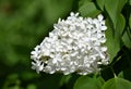 Sprig of White Lilacs