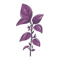 Sprig of purple basil, shoot, branch. Vector illustration of kitchen herb isolated on a white background. Perfect for eco, vegan, Royalty Free Stock Photo