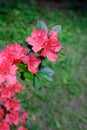 A sprig of Red Azalea on a green background in the park.