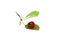 Sprig with red cherrie