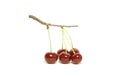 Sprig with red cherries Royalty Free Stock Photo