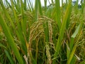 a sprig of rice in the field began to turn yellow