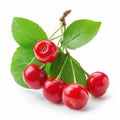 A sprig of ripe red cherries with green leaves Royalty Free Stock Photo