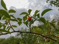 sprig of rose hips with the fruit of the wild rose.