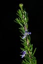 Sprig of rosemary with blue flowers growing in a garden, highlighted with sun against a dark background Royalty Free Stock Photo