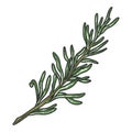 Sprig rosemary emblem colorful detailed Royalty Free Stock Photo