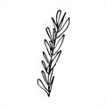 A sprig of rosemary. Hand drawn doodle style illustration