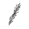 A sprig of rosemary. Hand drawn sketch style illustration