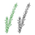 A sprig of rosemary. Hand drawn sketch style illustration