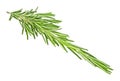 Sprig rosemary herb isolated on white background Royalty Free Stock Photo