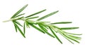 Sprig of rosemary on an isolated white background. Clipping path.