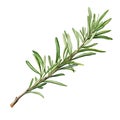 sprig of rosemary realistic watercolor drawing