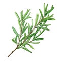 sprig of rosemary realistic watercolor drawing