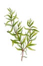 Sprig of rosemary. Watercolor illustration