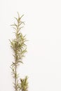 sprig of rosemary on a white background, an aromatic herb