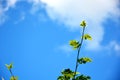 A sprig of Rowan on the background of blue sky Royalty Free Stock Photo