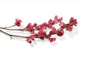 Sprig of small pink flowers on a white background.