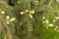 Sprig of spruce with young shoots on a blurred