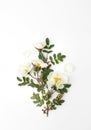 Sprig of tea light rose with green leaves on white Royalty Free Stock Photo
