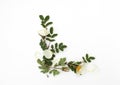 Sprig of tea light rose with green leaves on white Royalty Free Stock Photo