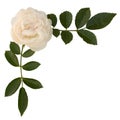 Sprig of tea-rose Royalty Free Stock Photo