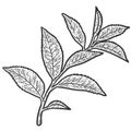 Sprig with tea tree leaves. Sketch scratch board imitation. Black and white. Royalty Free Stock Photo