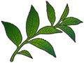 Sprig with tea tree leaves. Sketch scratch board imitation color. Royalty Free Stock Photo